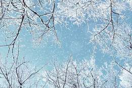 snow and ice on tree branches